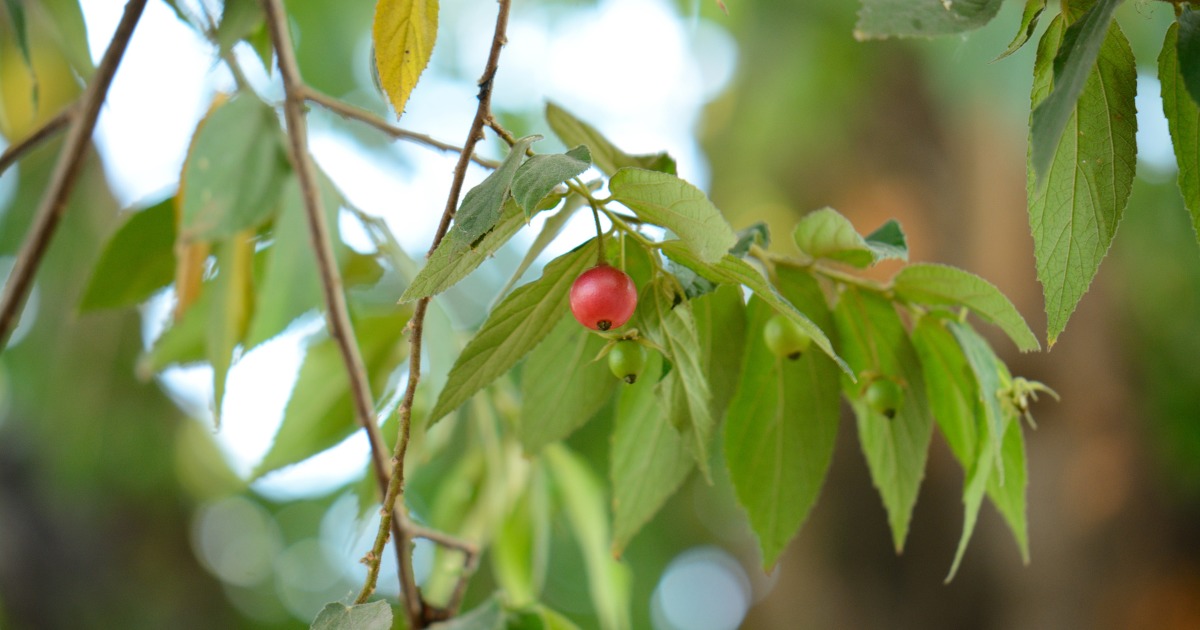 Descubra as 8 árvores frutíferas que crescem mais rápido em seu quintal